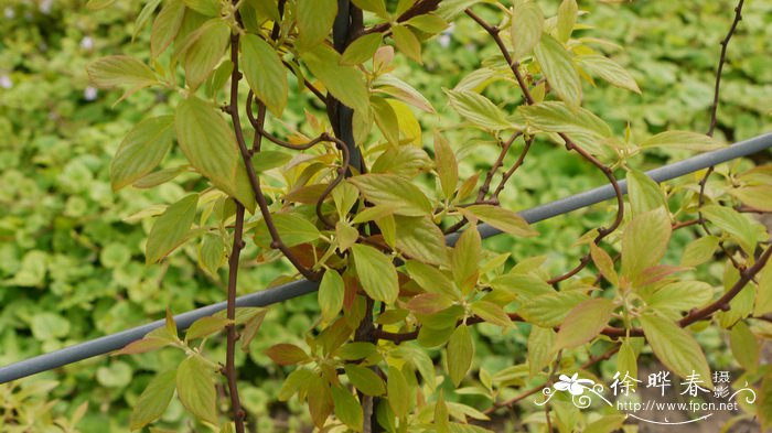 小叶猕猴桃Actinidia lanceolata