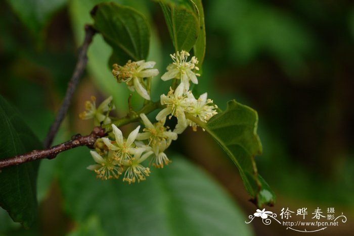 阔叶猕猴桃Actinidia latifolia