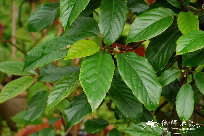 阔叶猕猴桃Actinidia latifolia