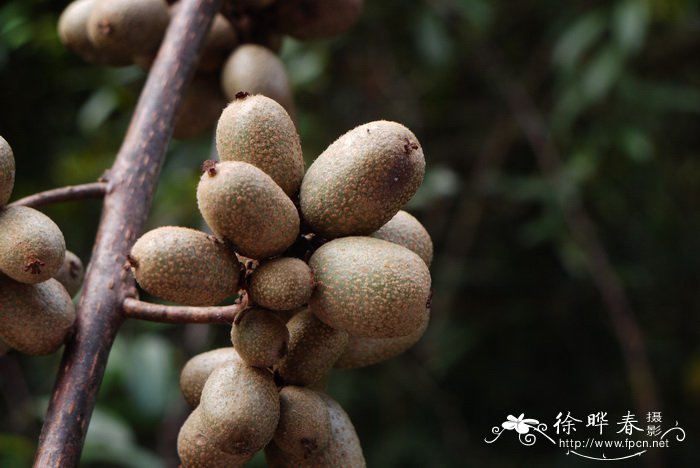 阔叶猕猴桃Actinidia latifolia