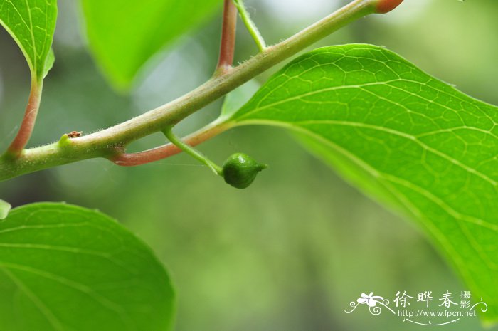 大籽猕猴桃Actinidia macrosperma