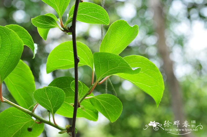 大籽猕猴桃Actinidia macrosperma