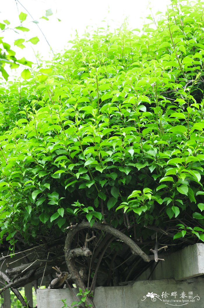 大籽猕猴桃Actinidia macrosperma