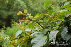 山梨猕猴桃Actinidia rufa