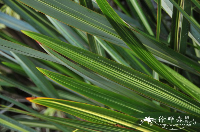 新西兰麻Phormium ‘Atropurpureum’