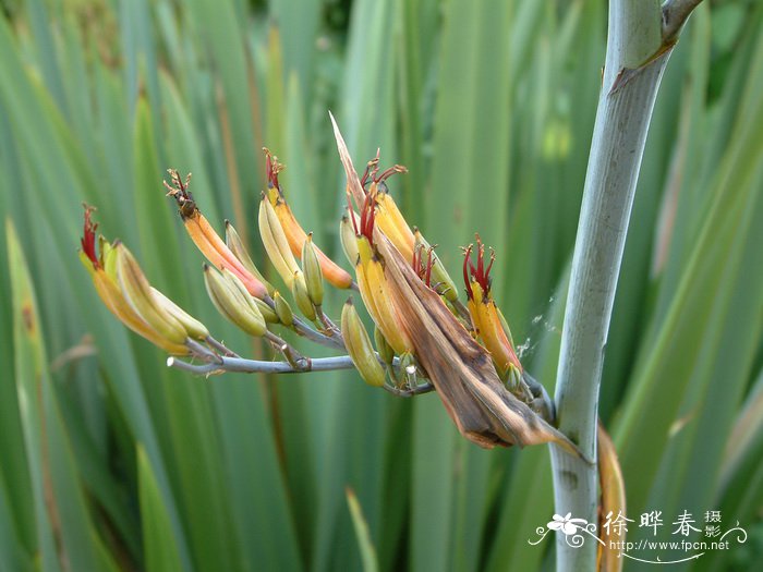 新西兰剑麻Phormium colensoi