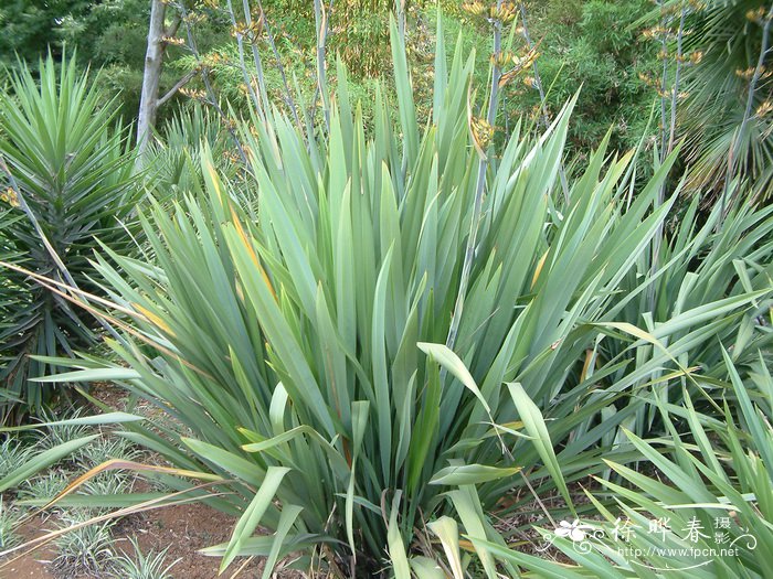 新西兰剑麻Phormium colensoi