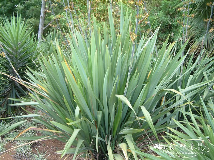 新西兰剑麻Phormium colensoi