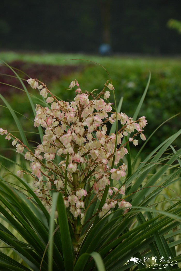 酒瓶兰Beaucarnea recurvata