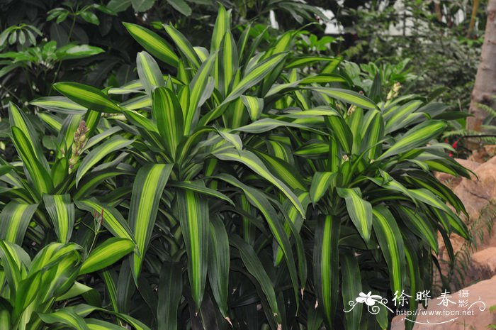 金心也门铁Dracaena arborea cv.