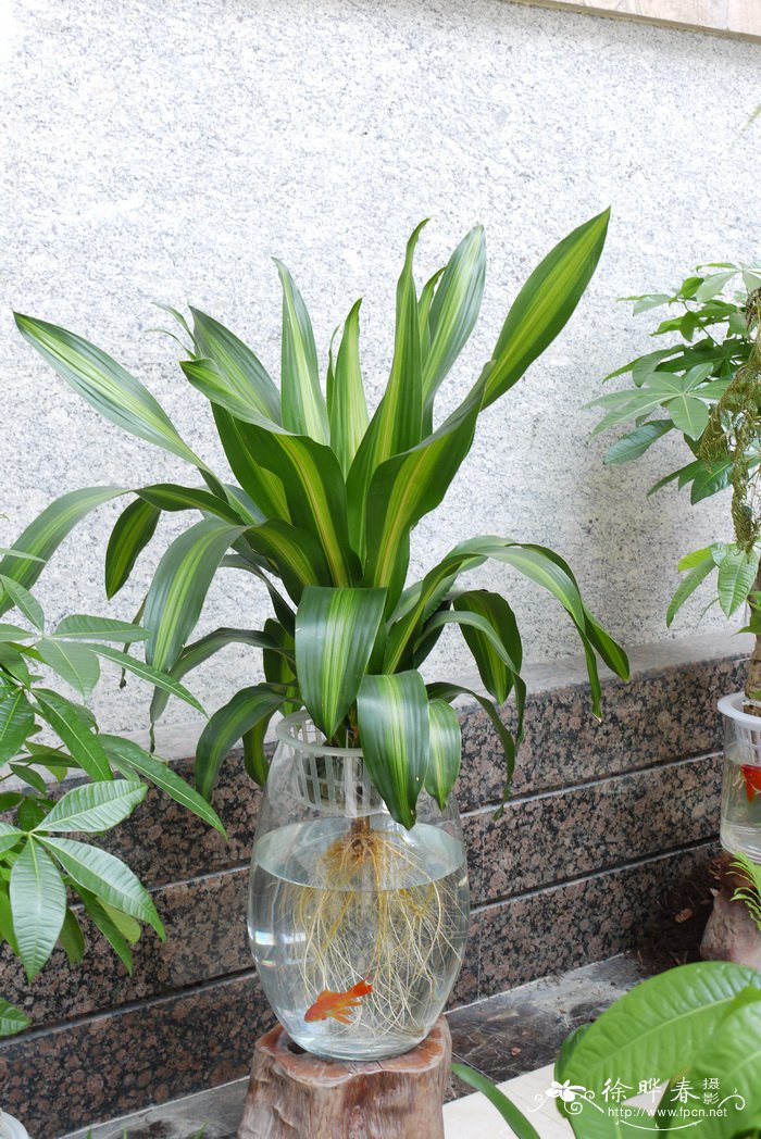 金心也门铁Dracaena arborea cv.