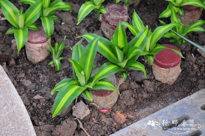 巴西铁Dracaena fragrans