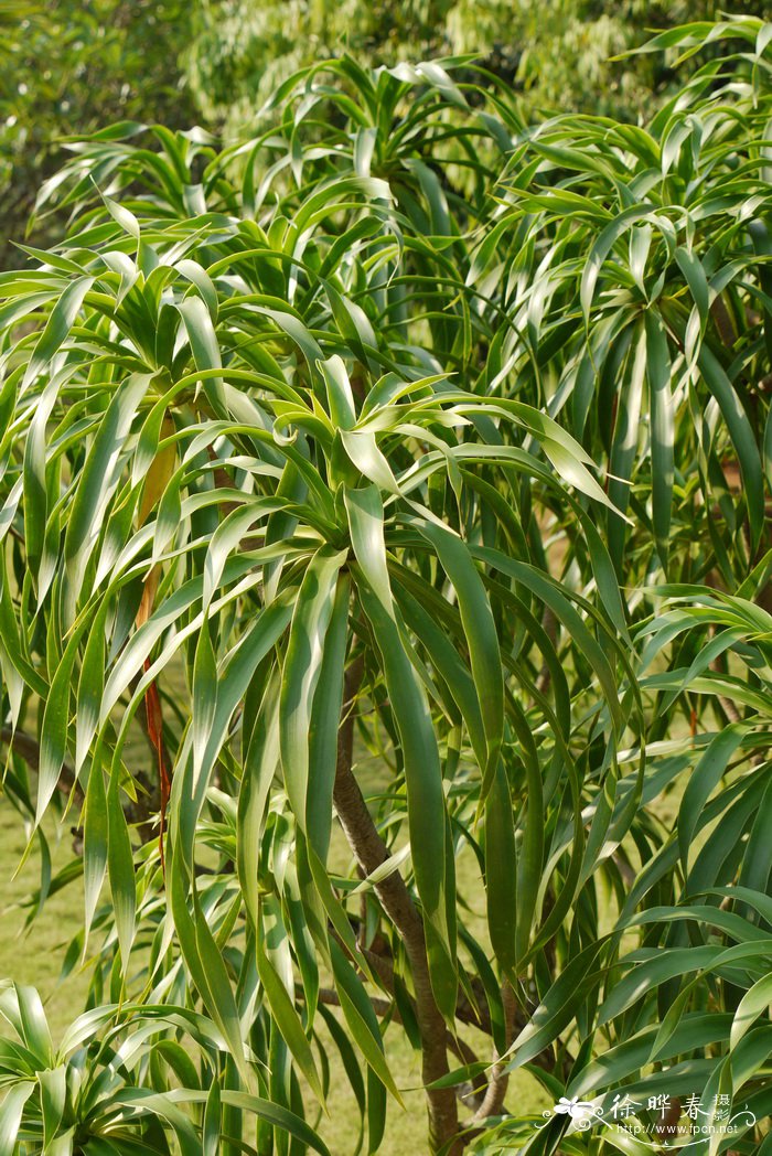 柬埔寨龙血树Dracaena cambodiana