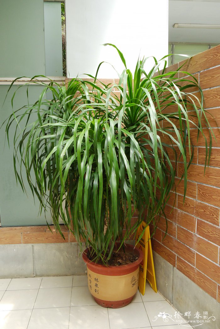 柬埔寨龙血树Dracaena cambodiana