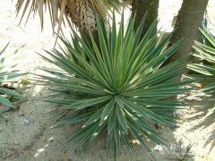 千手丝兰Yucca aloifolia