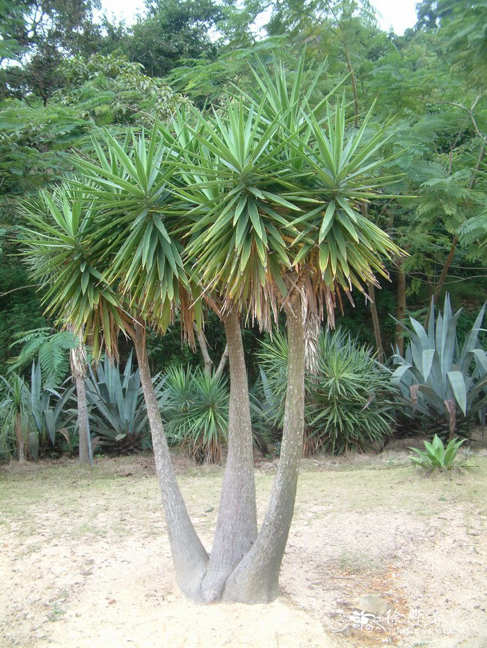 象脚丝兰Yucca gigantea