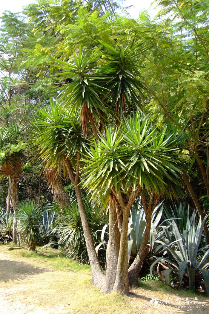 象脚丝兰Yucca gigantea