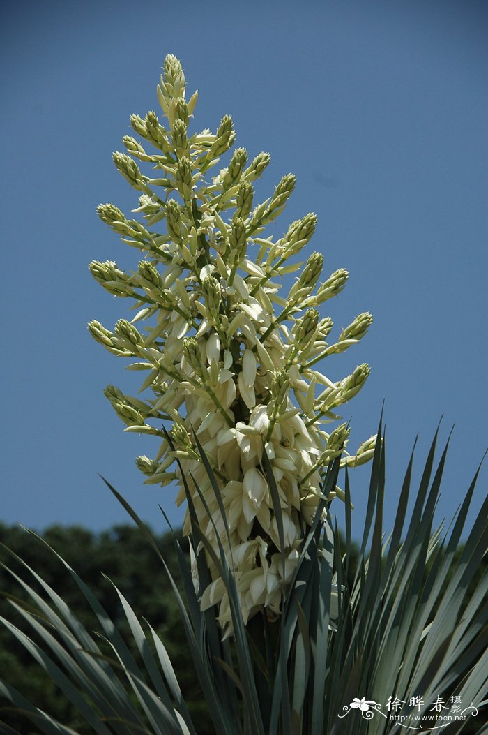 鸟喙丝兰Yucca rostrata