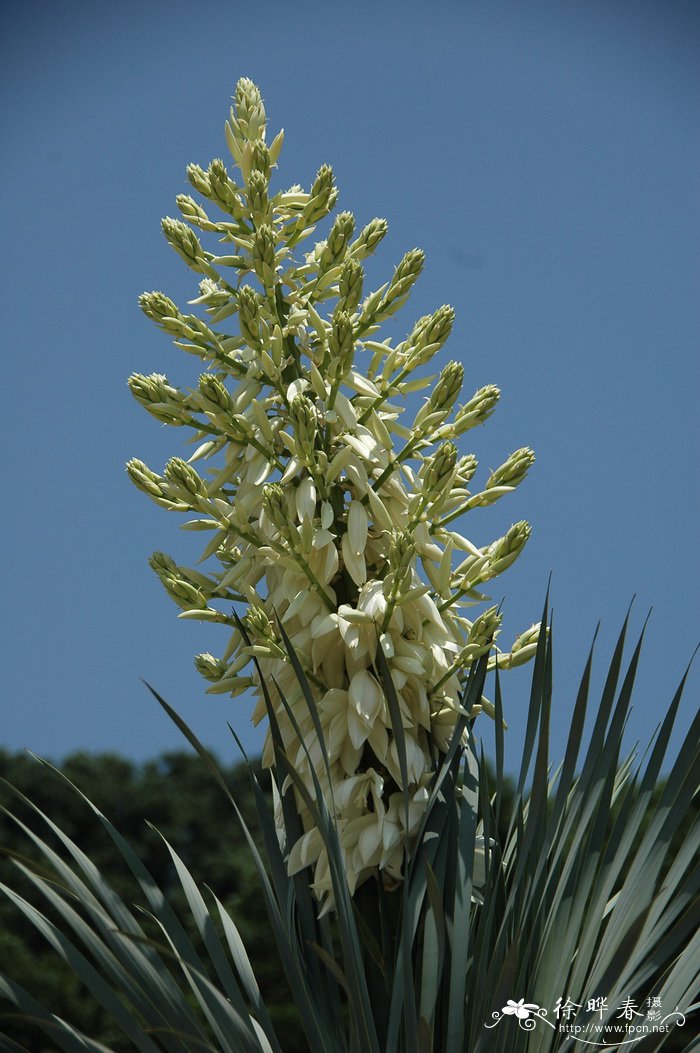鸟喙丝兰Yucca rostrata