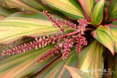 七彩朱蕉Cordyline fruticosa ‘Kiwi’