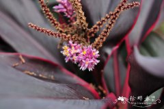 红边黑叶朱蕉Cordyline fruticosa ‘Red Edge’