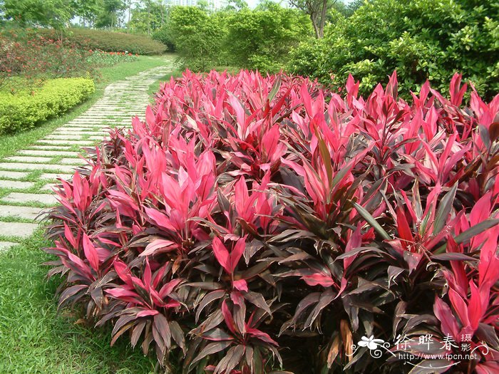 朱蕉Cordyline fruticosa