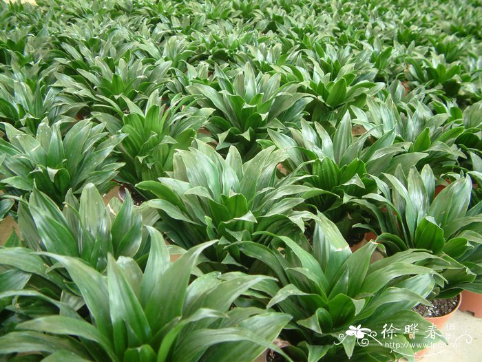 太阳神Dracaena fragrans ‘Compacta’