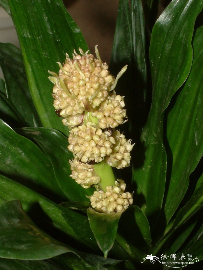 太阳神dracaena fragrans'compacta'