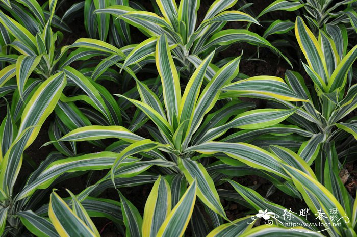 缟叶竹蕉Dracaena fragrans ‘Roehrs Gold’