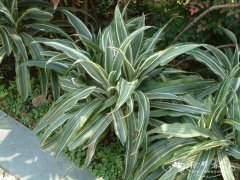 银线龙血树Dracaena fragrans ‘Warneckii’