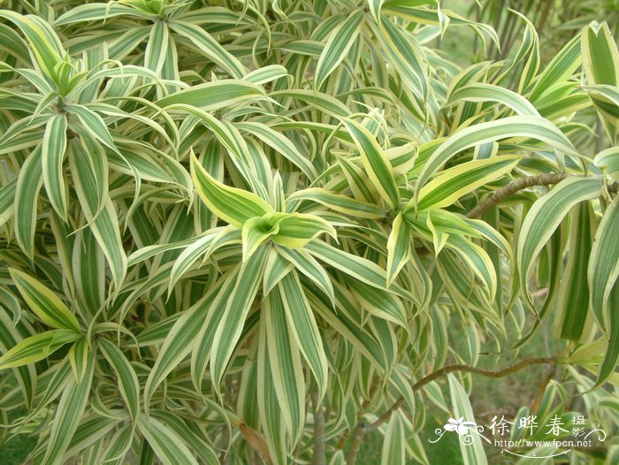 金边百合竹Dracaena reflexa ‘Variegata’