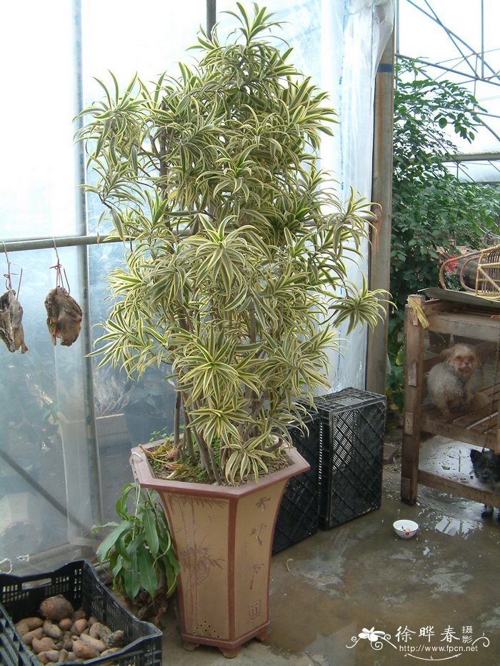 金边百合竹Dracaena reflexa ‘Variegata’