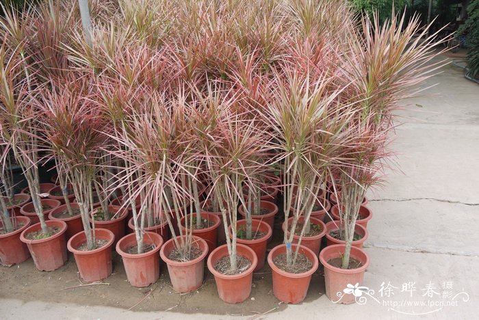 千年木Dracaena marginata