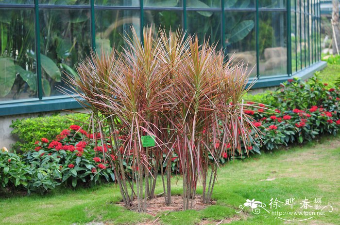 千年木Dracaena marginata