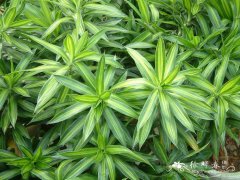 金黄百合竹Dracaena reflexa ‘Song of Jamaica’