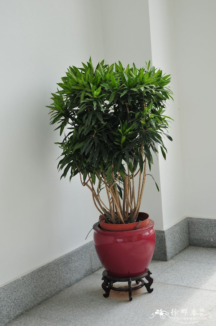金黄百合竹Dracaena reflexa ‘Song of Jamaica’ 金黄百合竹Dracaena reflexa ‘Song of Jamaica’
