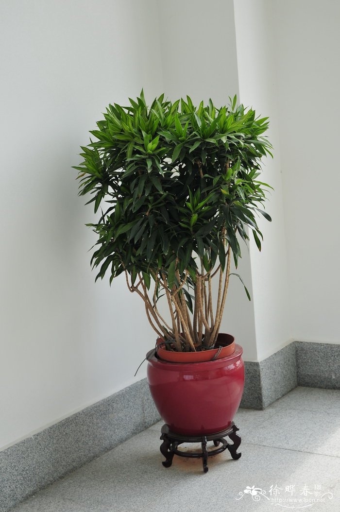 金黄百合竹Dracaena reflexa ‘Song of Jamaica’