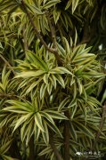 金边百合竹Dracaena reflexa ‘Variegata’