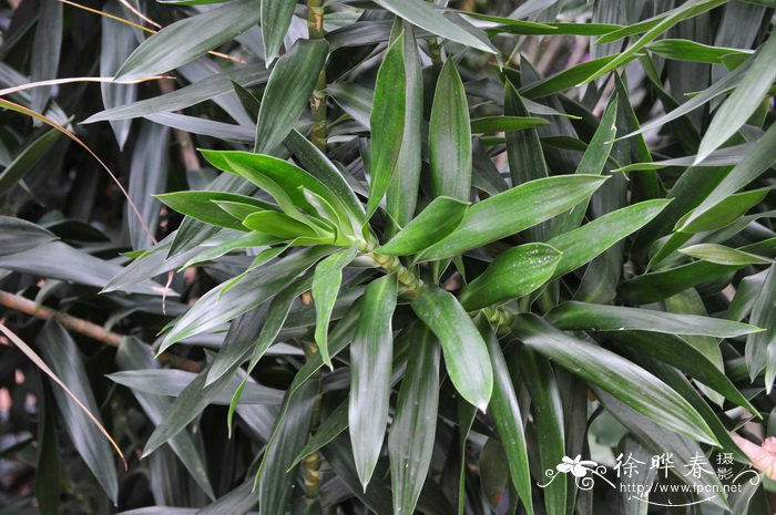 百合竹Dracaena reflexa F. Muell.