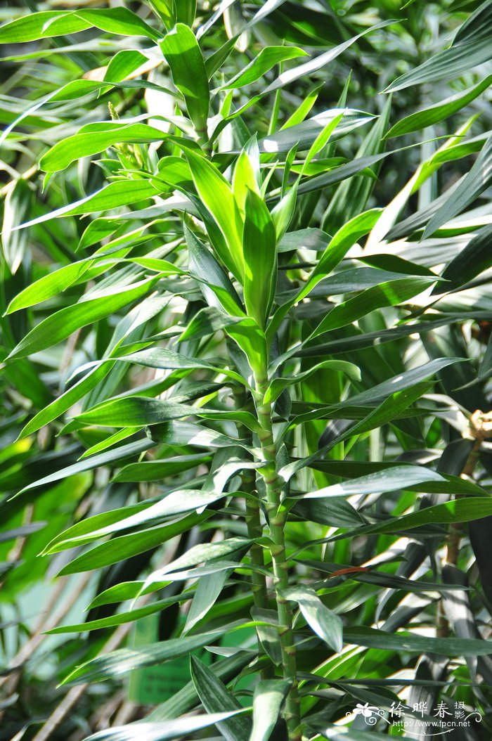 百合竹Dracaena reflexa F. Muell.