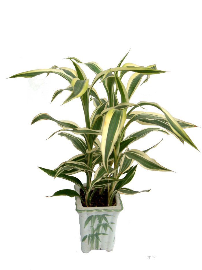 富贵竹Dracaena sanderiana