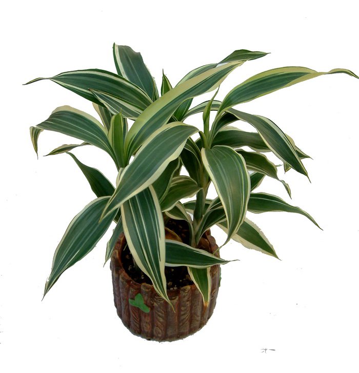 富贵竹Dracaena sanderiana