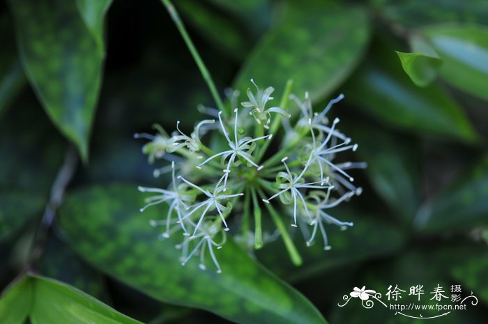 油点木Dracaena surculosa ‘Maculata’