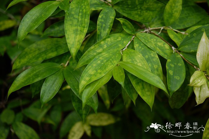 油点木Dracaena surculosa ‘Maculata’