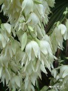 丝兰Yucca flaccida