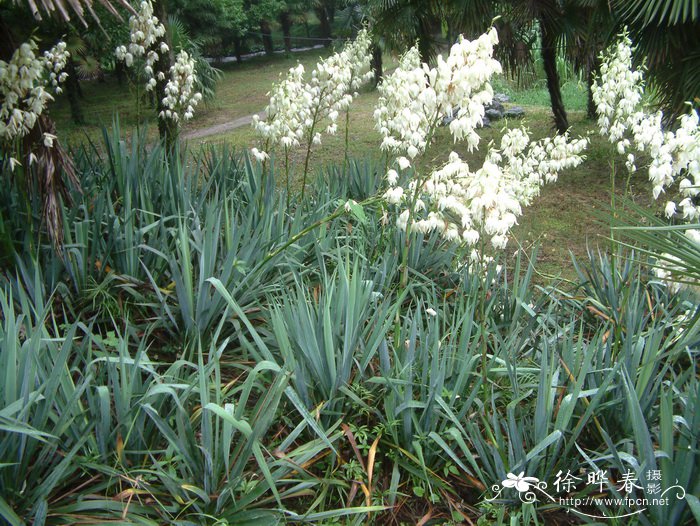 丝兰Yucca flaccida