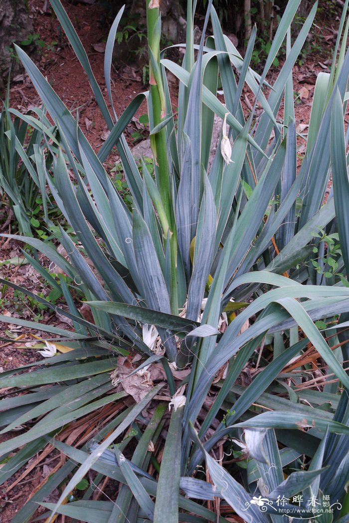 丝兰Yucca flaccida