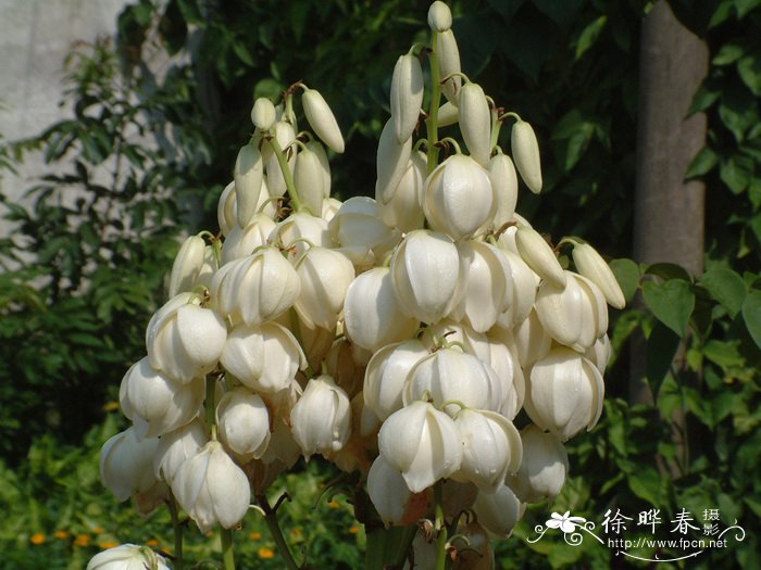 凤尾兰Yucca gloriosa