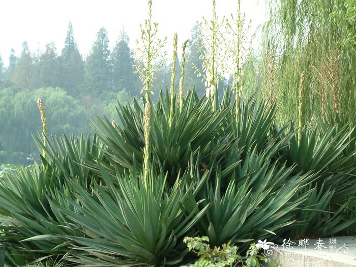 凤尾兰Yucca gloriosa