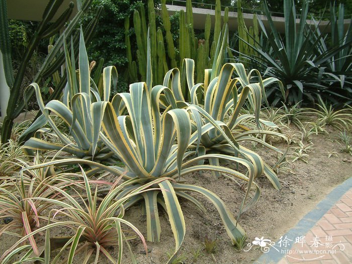 金边龙舌兰Agave americana var. variegata